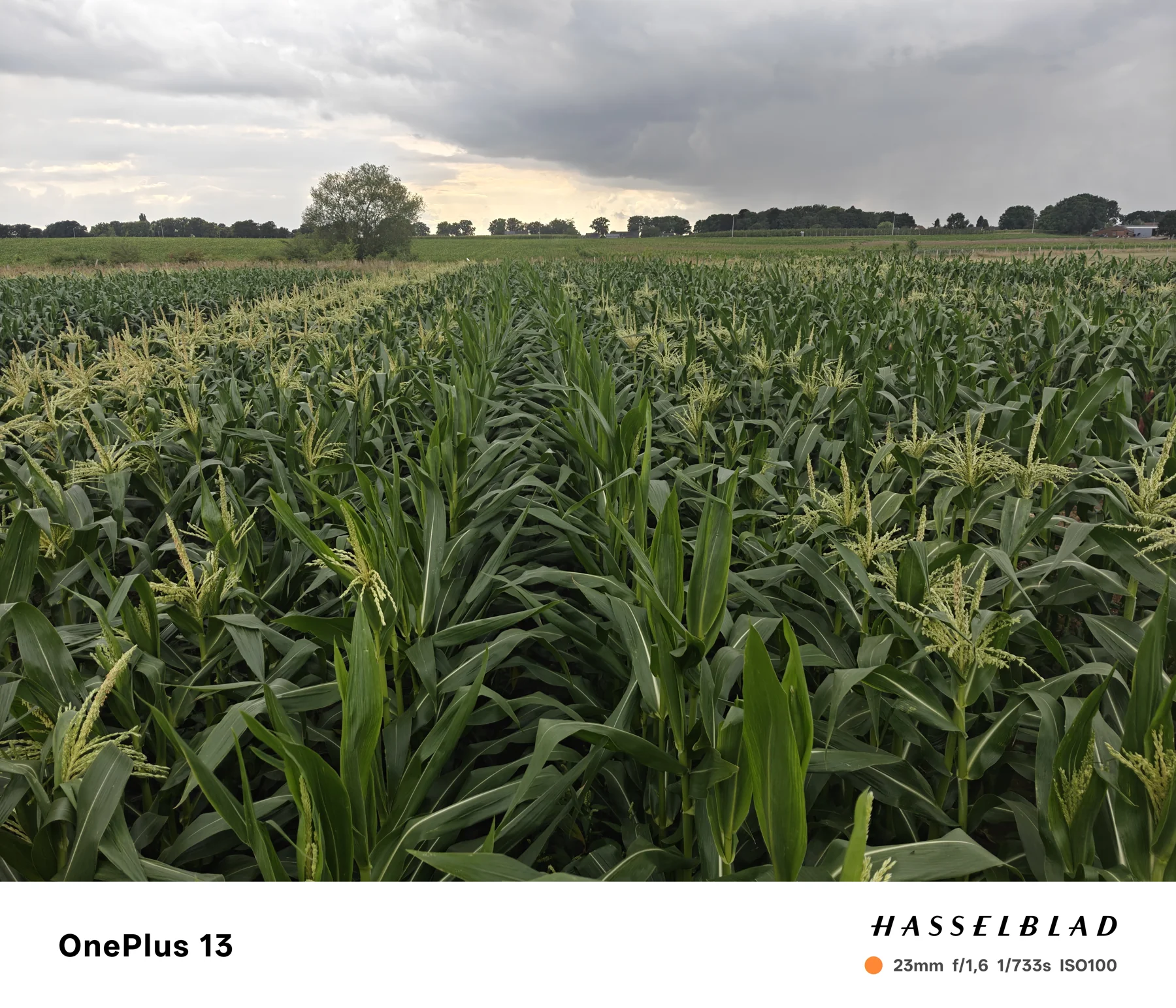 The maize crop during the growing season.