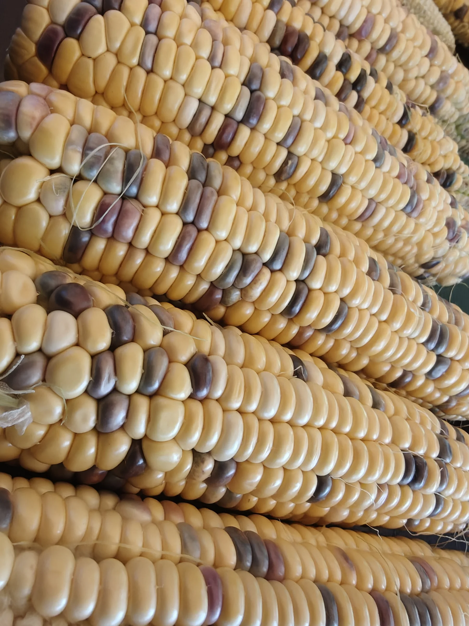 Variation in kernel colour across harvested ears.