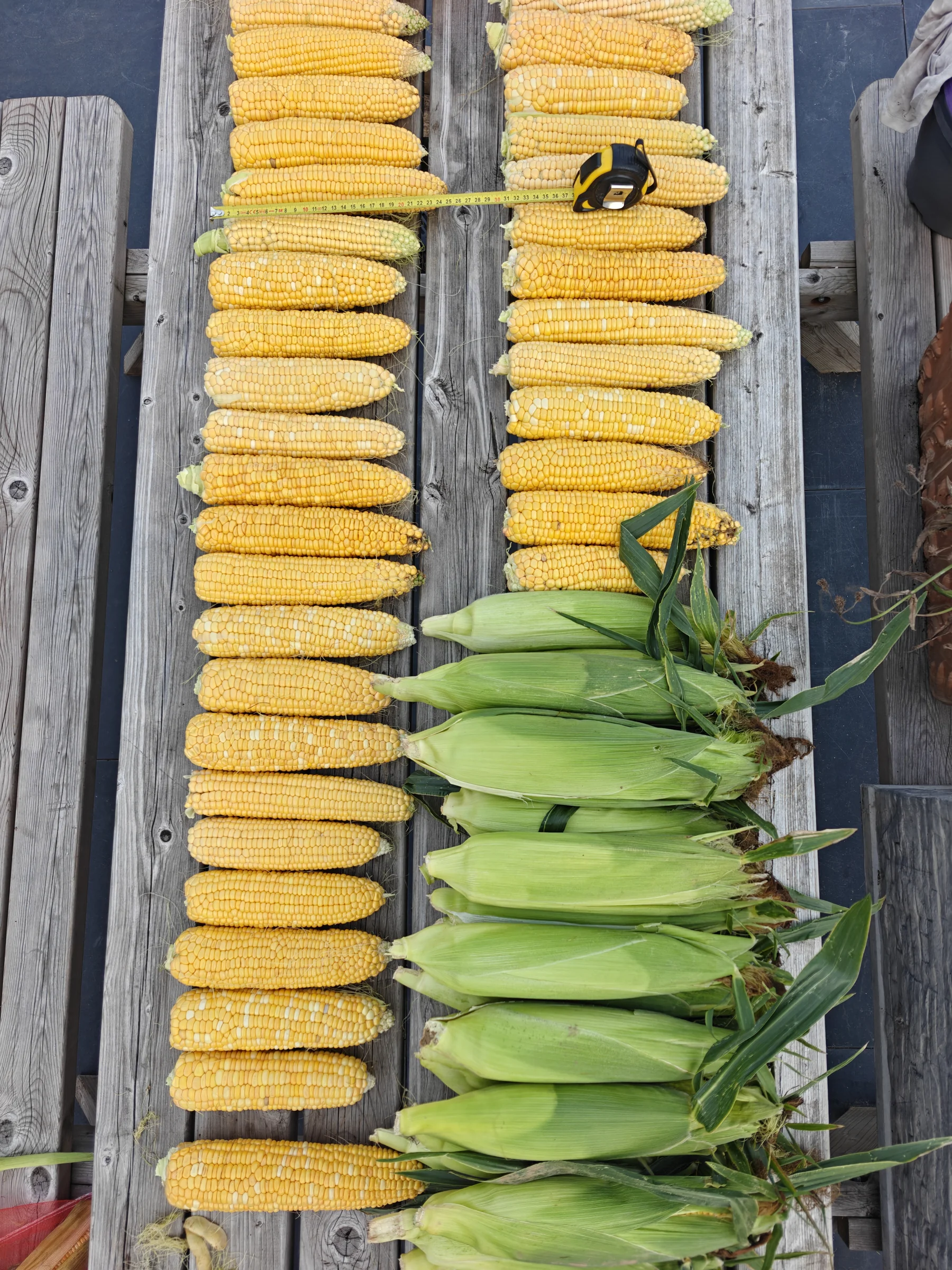 Harvested ears laid out for assessment.