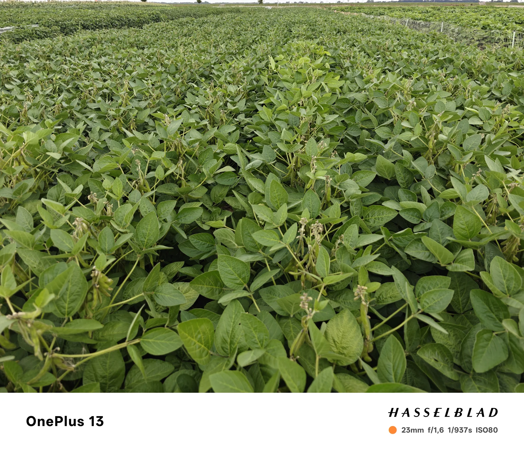 Soybean foliage during the growing season.
