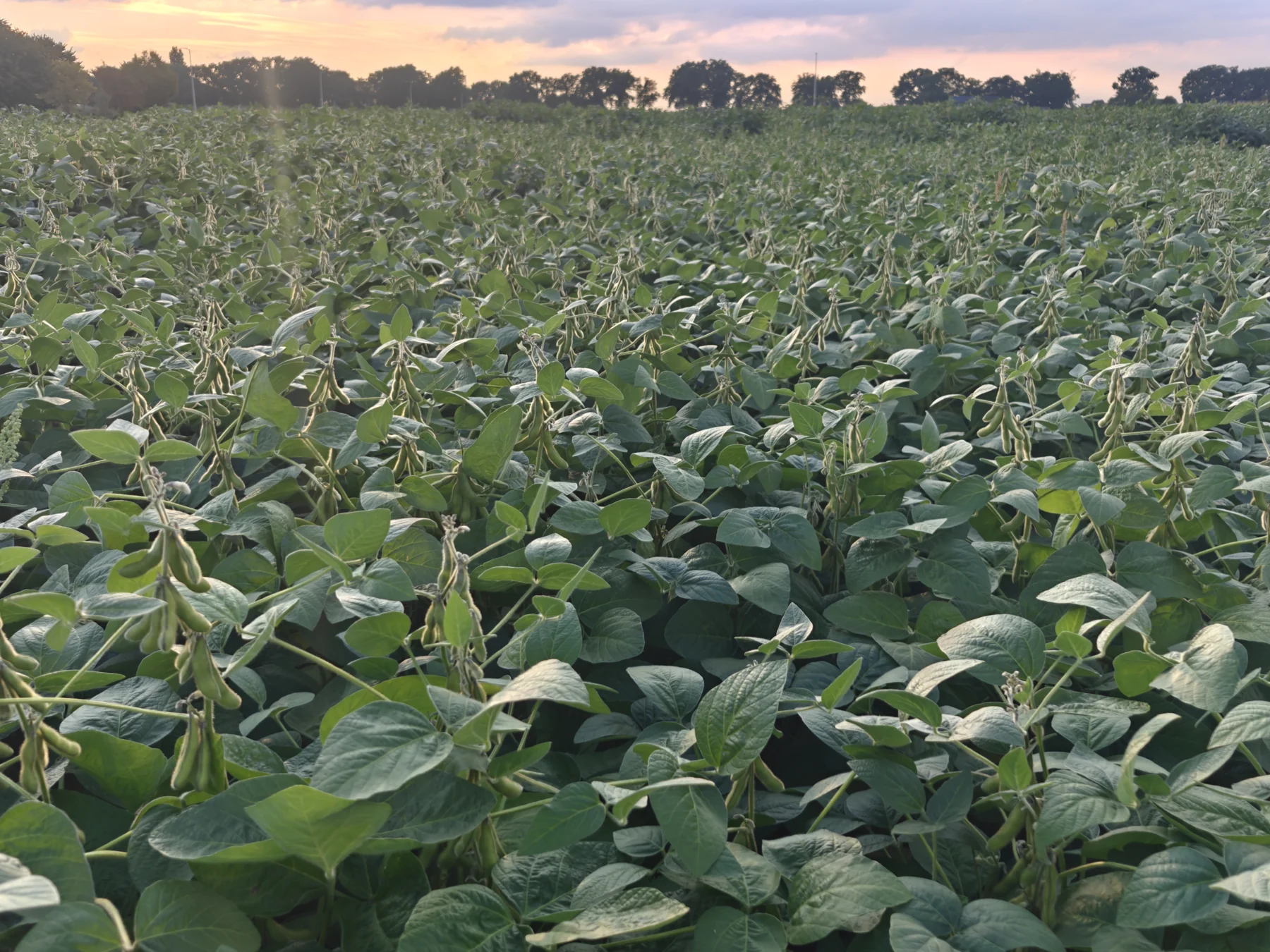 A field view near sunset.