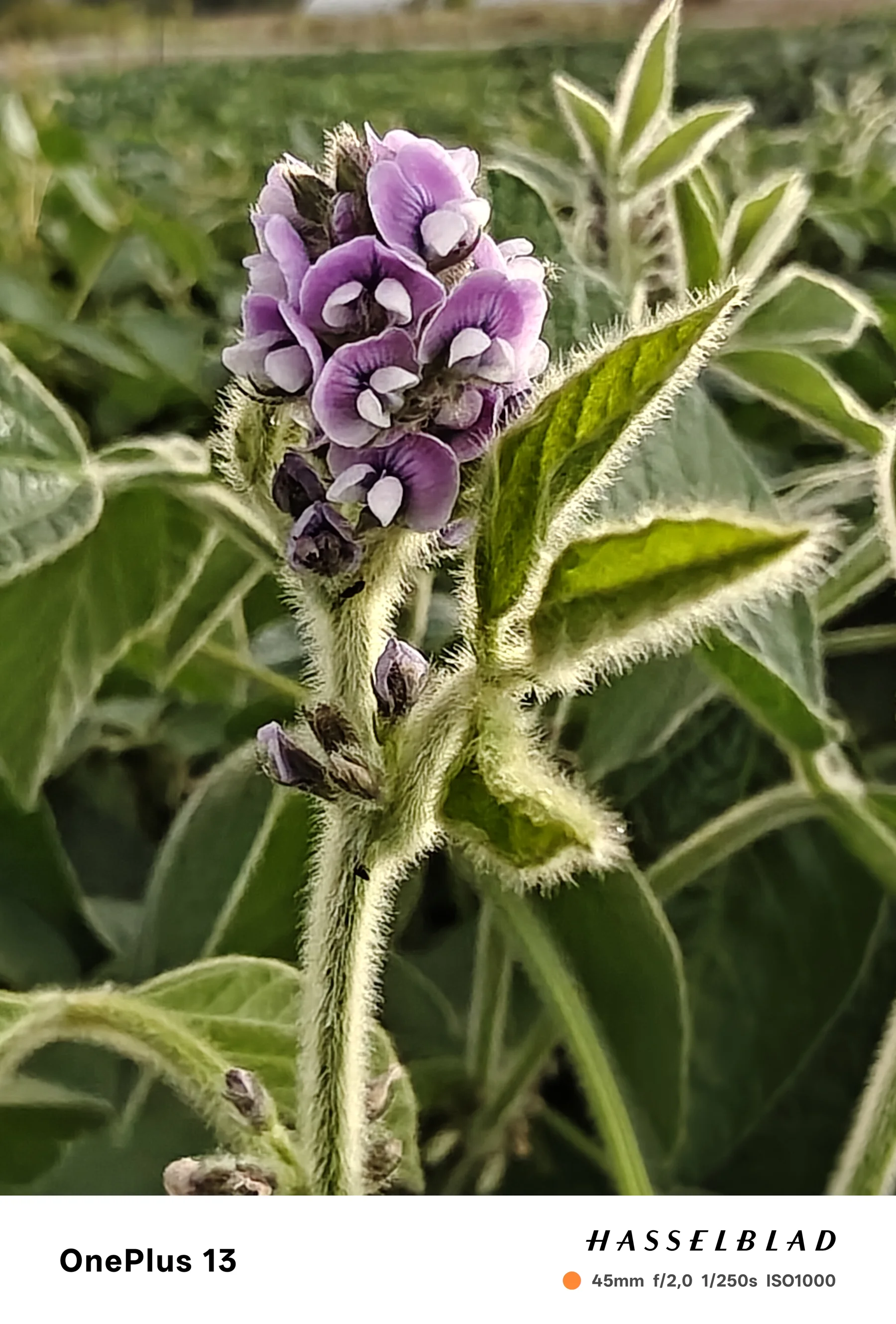 Flower clusters photographed in the breeding material.