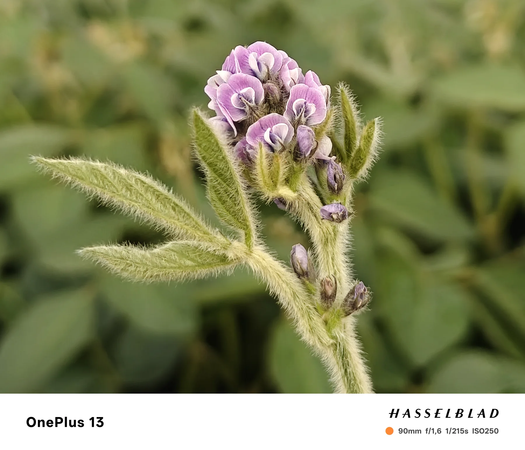 A close view of flowering soybean material.