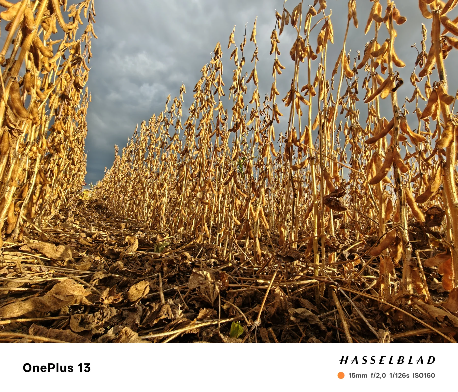 Mature soybean viewed from within the rows.