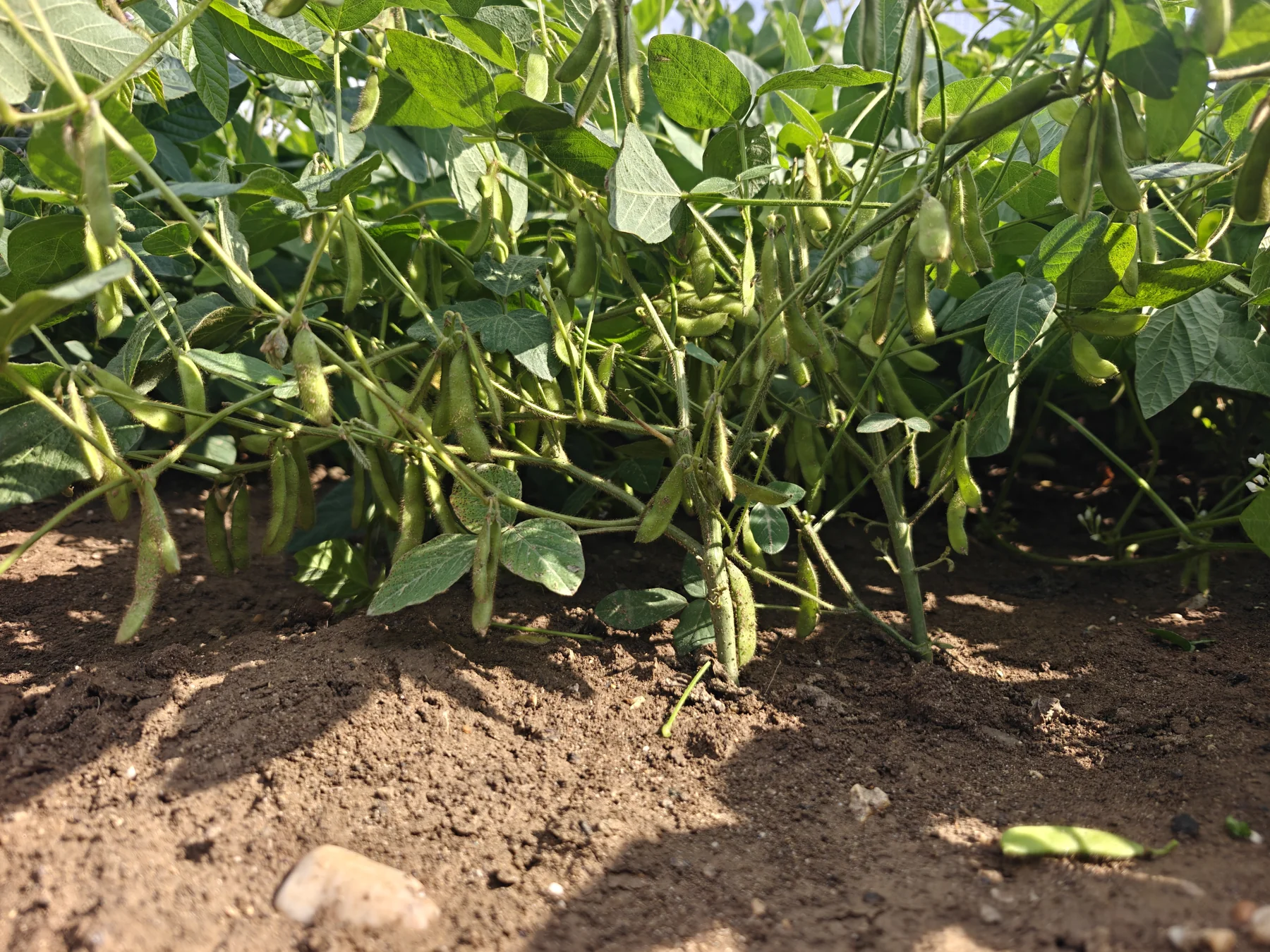 Branching and pod distribution in soybean breeding material.