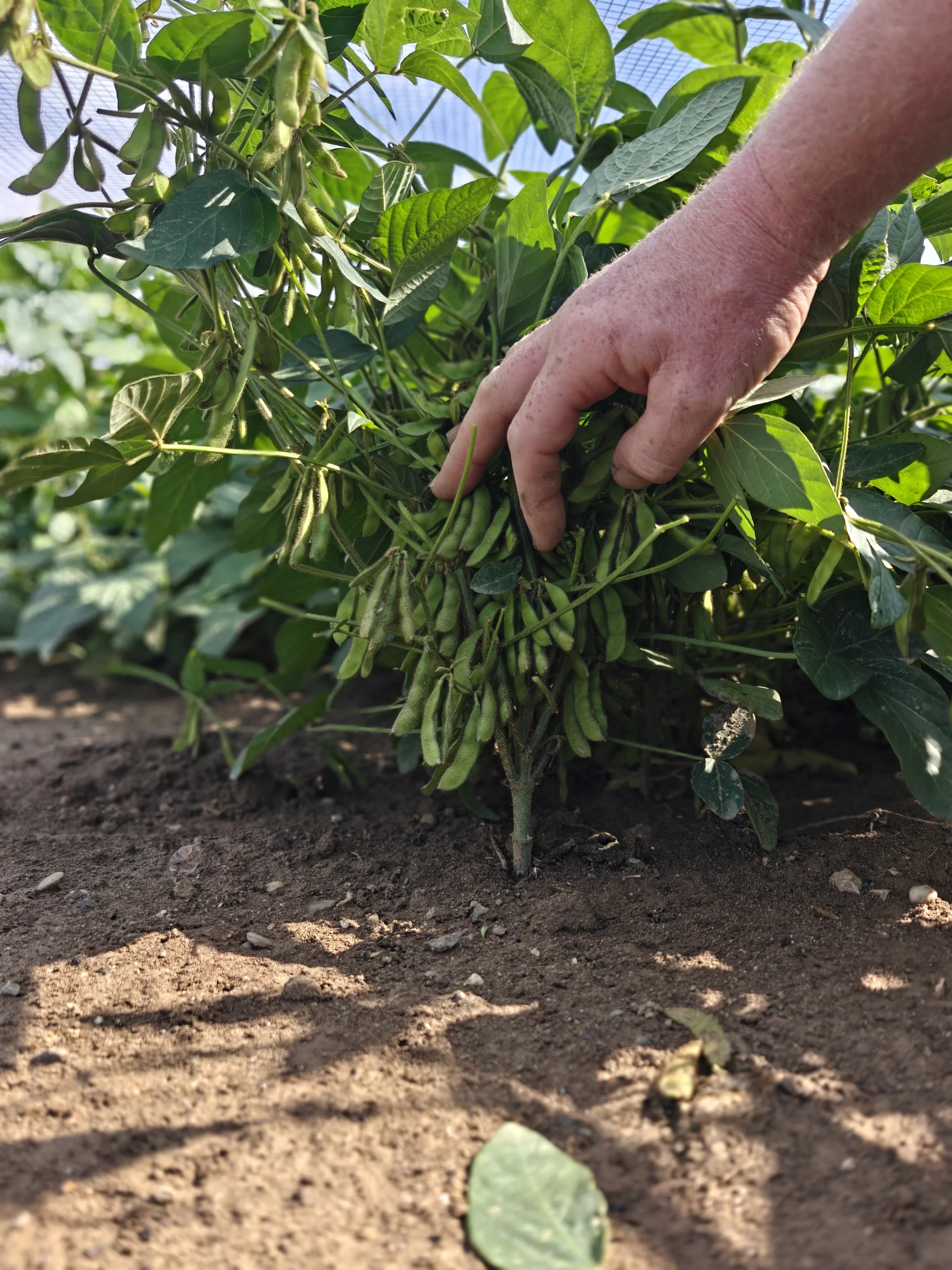 A second view of the plant during selection.