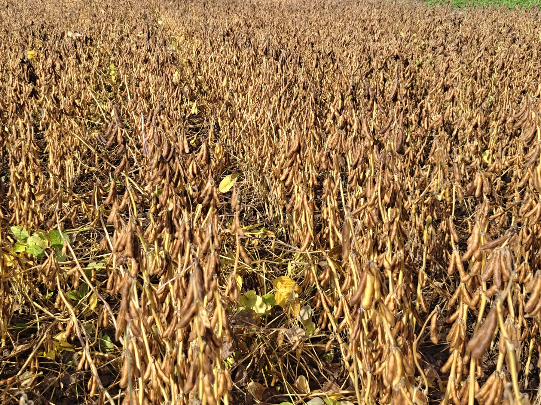 A closer look at mature plants in the field.