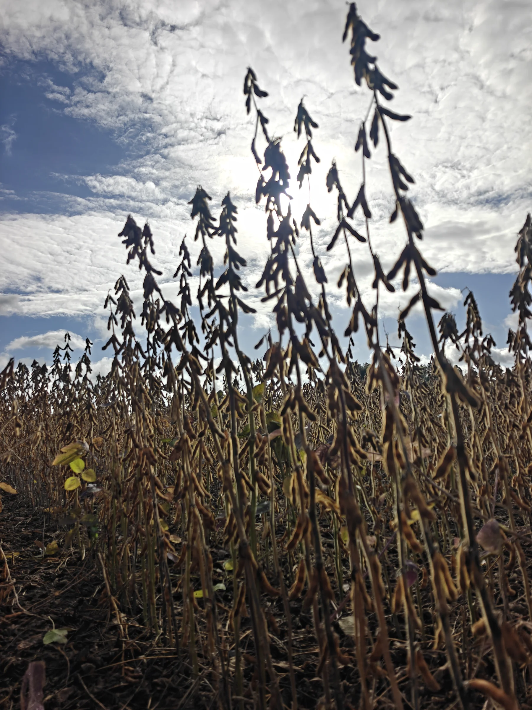 Mature pod-bearing plants against the sky.