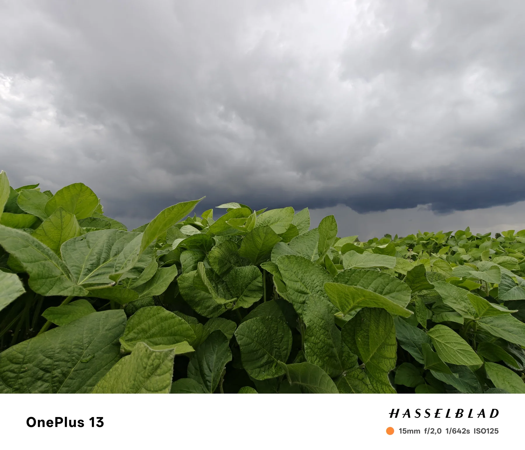 The soybean canopy beneath an approaching weather front.