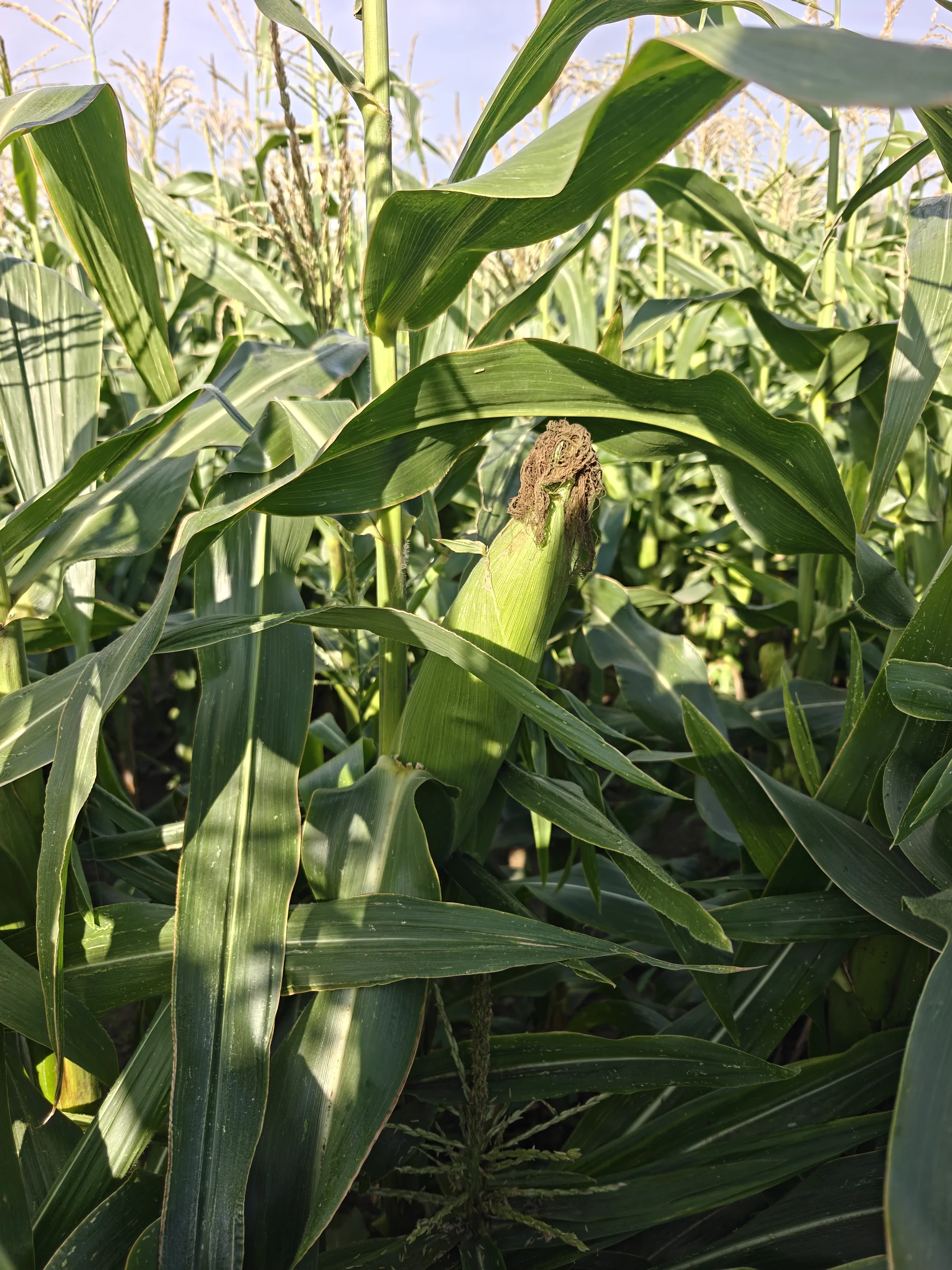 Ears developing on the plant.